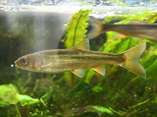 この淡水魚はカワムツ ヌマムツ ウグイ でしょうか 現在体調は10c Yahoo 知恵袋