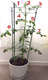 ダリアは必ずしも毎年球根を掘り起こさないといけませんか 実家 Yahoo 知恵袋