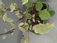 家庭菜園で 元をとろうとするのは無理なのでしょうか 庭に4坪ほ Yahoo 知恵袋