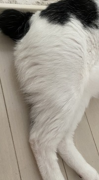 猫のシングルコートの見分け方 野良猫を捕まえて暮らしているんですが 毛が長い Yahoo 知恵袋