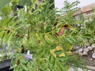 庭に植えているシマトネリコの木なんですが葉が茶色や黄色くになってる状態です Yahoo 知恵袋