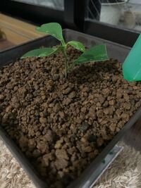 ガジュマルの挿し木をしました 新芽が生えてきて根が張ってると思います Yahoo 知恵袋