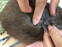 飼いうさぎのほっぺの画像なのですが 根元の黒のんこれ何か分かる方いますか Yahoo 知恵袋