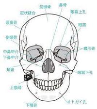 私の顎 ら辺にしこりらしきものがあるんですけど 病気なのでしょうか Yahoo 知恵袋