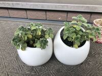 アロマティカスについて 植物を育てたりはほぼしたことがないど素人です 先 Yahoo 知恵袋