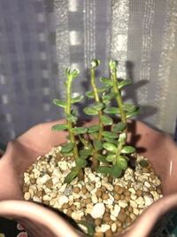 この多肉植物はシロバナマンネングサですか 植物図鑑アプリで調べるとそ Yahoo 知恵袋