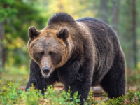 動物の世界3大猛獣事件って ライオンとトラとワニですか 人喰いの Yahoo 知恵袋