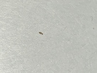 鉢植えの小さい虫大量発生について 名前がわからず困っています 体長0 5mm Yahoo 知恵袋