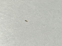 この小さな虫がよく障子を這っています。1~2mm程の小さな虫なのですが、これはダニですか？？

また、出てこなくする対策みたいなのはありますか？？

良かったら教えていただきたいです。 