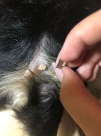 私の犬が前足の付け根らへんに白い薄い皮 皮膚 脂肪 のようなものがあるので Yahoo 知恵袋