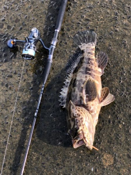 コレはなんという魚ですか 先ほど高知の河口で釣りました 50 Yahoo 知恵袋