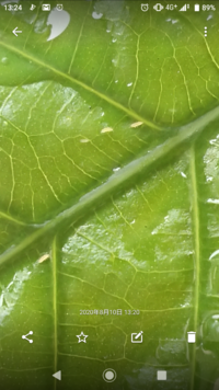 画像の虫がわかる方教えてください 観葉植物 ウンベラータ の土に虫が見つか Yahoo 知恵袋