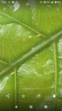 今年の６月頃からウンベラータを育てています 最近 土の中に白い虫がたくさん Yahoo 知恵袋