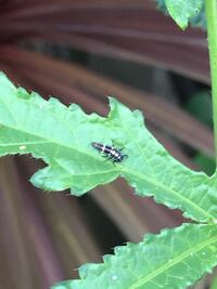 家庭菜園のオクラにこんな虫がいました この虫の名前がわかる方は是非教 Yahoo 知恵袋