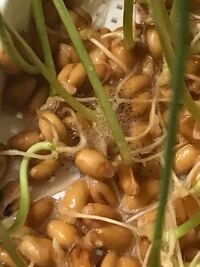 ペット用に猫草 えん麦 を育てていたら 綿のような白カビ が生えて Yahoo 知恵袋