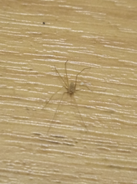 すごく小さい蜘蛛が家にいました この蜘蛛がどういう蜘蛛か害がある Yahoo 知恵袋