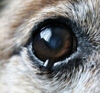 犬の眼の縁にできもの赤くも白くもない画像のような出来物があるのに Yahoo 知恵袋
