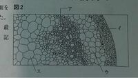 中学生理科の問題です 画像はホウセンカの茎の断面であり 水の通る管の部 Yahoo 知恵袋