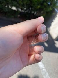 ここ数日間 写真のような綿がたくさん飛んでいます これは植物 Yahoo 知恵袋