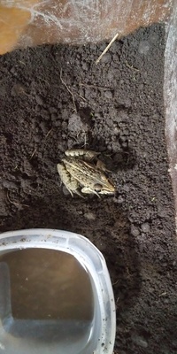 このカエルは何カエルなんでしょうか それと家の畑の土プラス入れ物 Yahoo 知恵袋