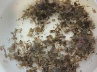 洗濯機の中を掃除しているのですが 黒いワカメみたいなカビが洗っても洗っても Yahoo 知恵袋