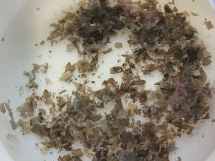 洗濯機のワカメみたいな汚れはどうしたら なくなりますか 網ですくって 回し Yahoo 知恵袋