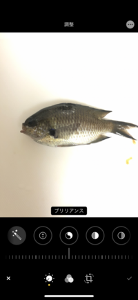この魚は何でしょうか 食べられますか スズメダイですね スズメダイと Yahoo 知恵袋
