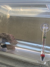 赤ちゃん亀の日光浴について ミシシッピニオイガメの生後2ヶ月の赤ちゃんを飼 Yahoo 知恵袋