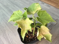 きゅうりの葉が黄色になる原因を教えて下さい きゅうりの葉が黄色くなってく Yahoo 知恵袋