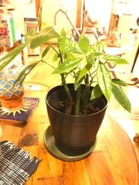 先日パキラを購入しました これは 実生でしょうか もし 実 Yahoo 知恵袋