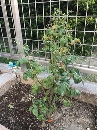 ミニトマトの花が咲かない 自宅の花壇でミニトマトを育てていま Yahoo 知恵袋