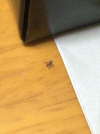 最近家の中にこういう小さい蜘蛛が歩いているんですがなんという蜘蛛か分かりますか 教えて 住まいの先生 Yahoo 不動産