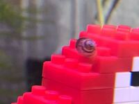 ヒメタニシが全く動かず生きているのか心配です ヒメタニシが Yahoo 知恵袋