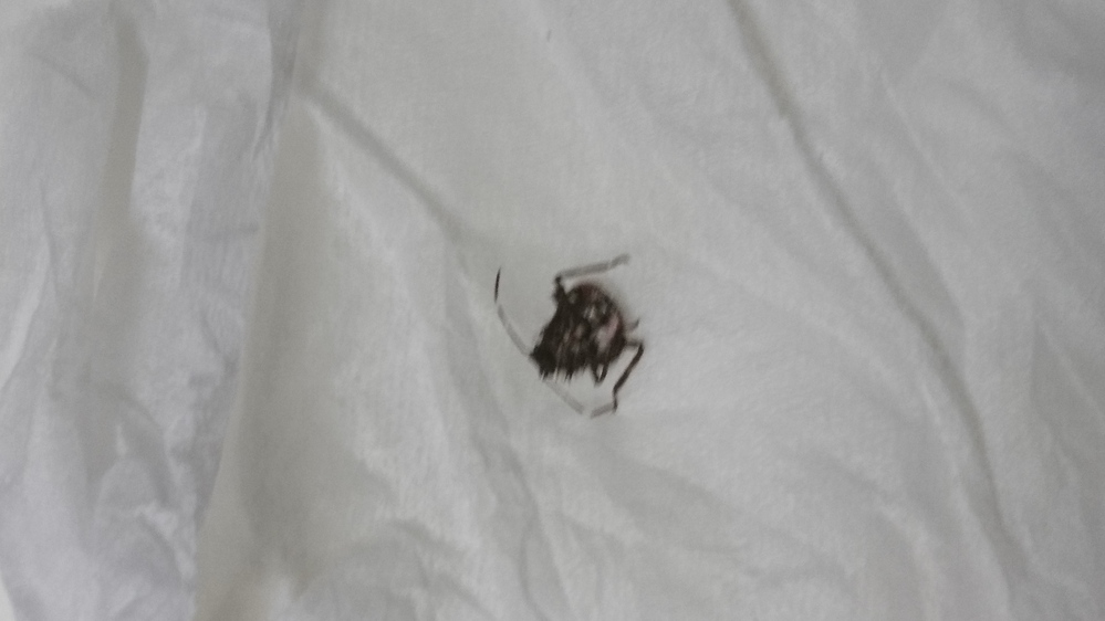 ゴーヤのところにいた虫ゴーヤのところで刺されたと思いますが これかどうかは Yahoo 知恵袋