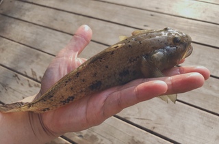 今日 子供が釣ってきた魚です ハゼだと思うのですが 普通より大き Yahoo 知恵袋