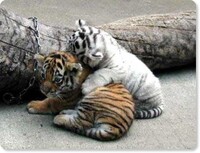 親友は何人くらいいた方がいいですか 親友観にもよりますが 私は １人 Yahoo 知恵袋