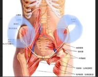 横に寝て足パカをよくやっていたんですが 骨盤の大きい骨のすご横あ Yahoo 知恵袋