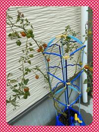 孫が小学校から持ち帰ったミニトマトが2メートル位に成長しています まだまだ伸び Yahoo 知恵袋