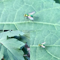 カブの葉を食い荒らす黒い虫に困ってます カブの種をまき 芽が出てさーこ Yahoo 知恵袋