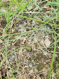 芝生の庭に白いもやもやが生えてきました 東向きのお庭があります 最近 白い Yahoo 知恵袋
