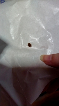 よく洗濯物干す時にタオルにひっついてます これは虫なんでしょうか Yahoo 知恵袋