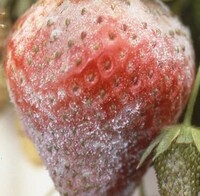 うどんこ病 食べれるんですか お腹壊しますか Yahoo 知恵袋