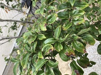 添付のヤマボウシなのですが 葉が茶色になりハラハラとおちいってます 何か Yahoo 知恵袋