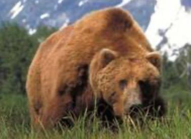 アラスカヒグマとイリエワニ どっちが強いと思いますか Yahoo 知恵袋