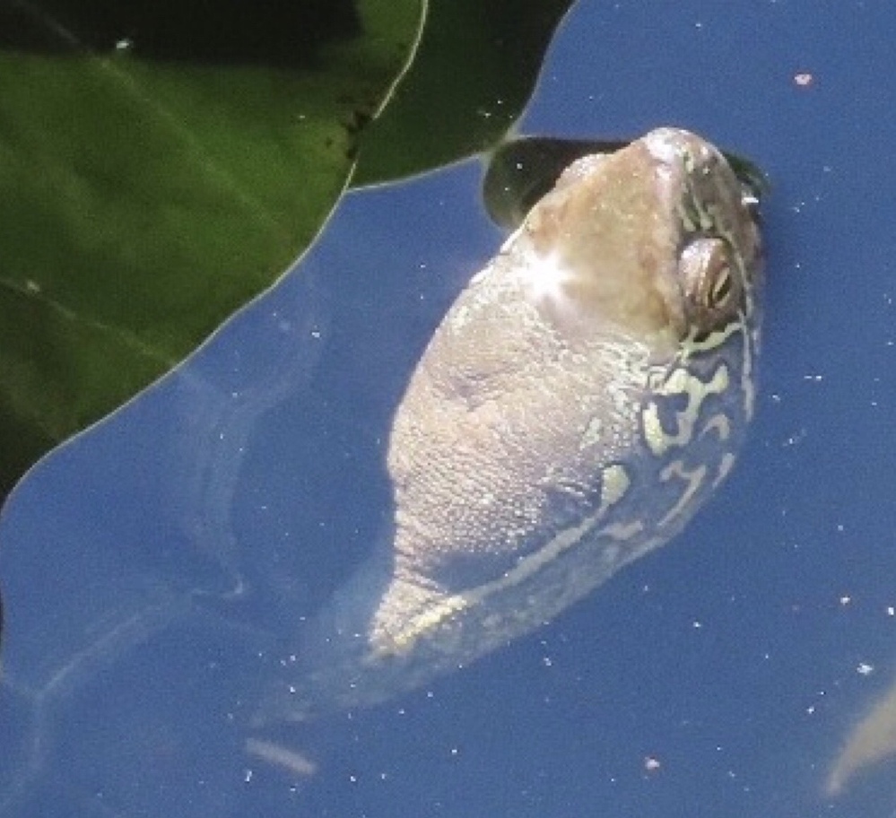 水の生物 解決済みの質問 Yahoo 知恵袋