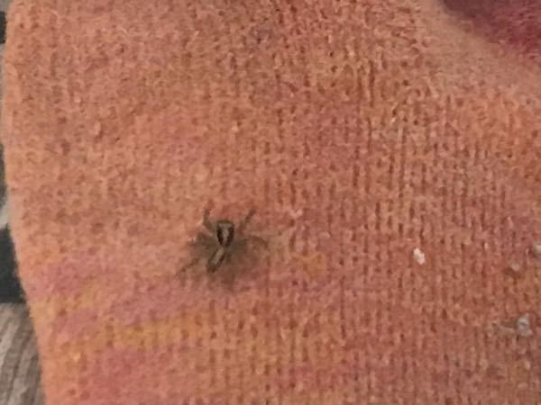 家に小さい蜘蛛が居ました。 名前はなんでしょう？ 画質悪くてすみません、ぴょんぴょん跳ねてるのでハエトリグモですか？