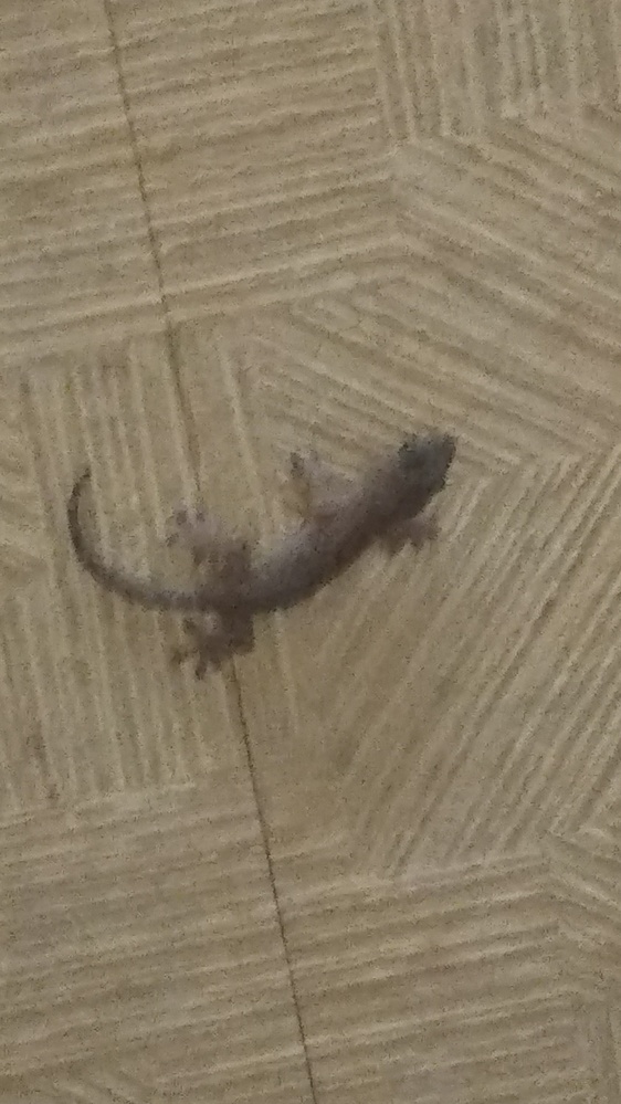 体調4～5cm位のヤモリ？を家の中で捕まえました。トカゲを小さく 