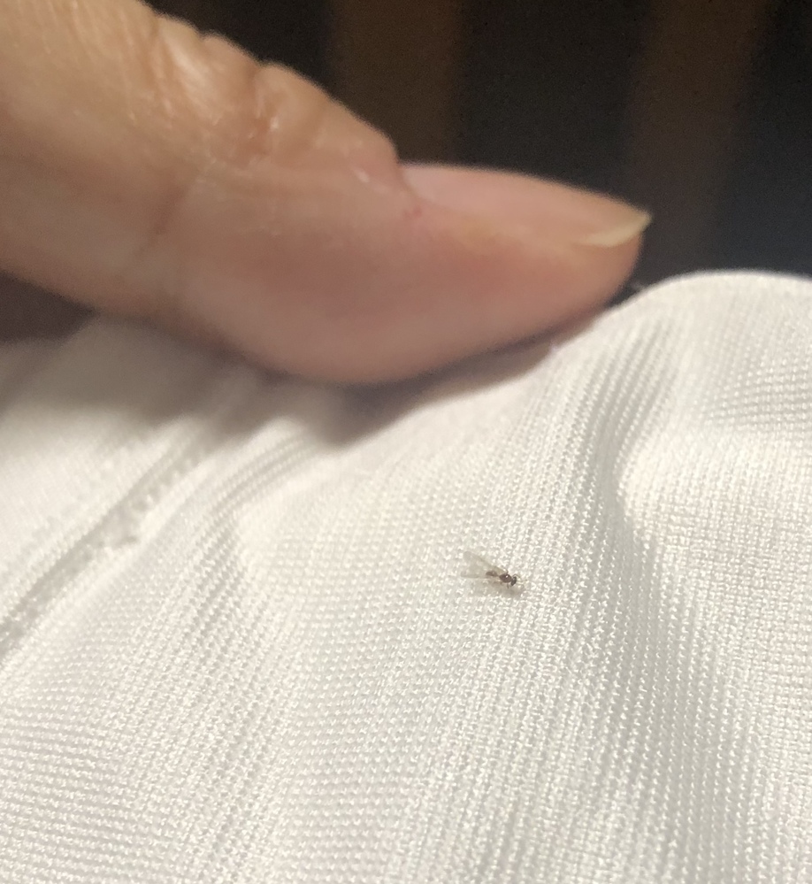 先程この虫が置いてあった白い服ばかりにくっついていることに気が付 Yahoo 知恵袋