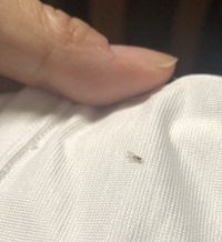 先程この虫が置いてあった白い服ばかりにくっついていることに気が付 Yahoo 知恵袋