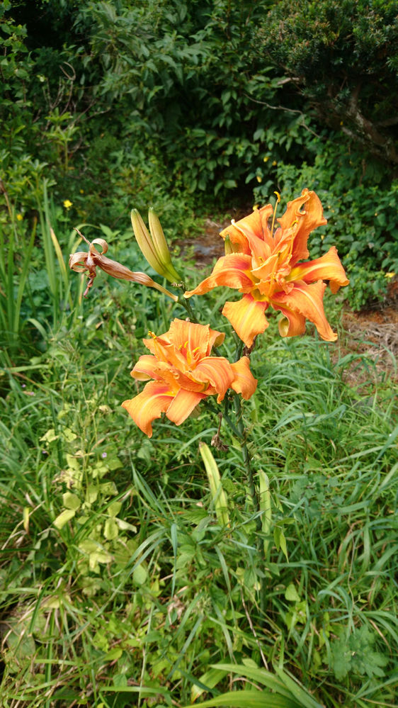 この花の名前を教えてください ヤブカンゾウという花だと思います 違っ Yahoo 知恵袋